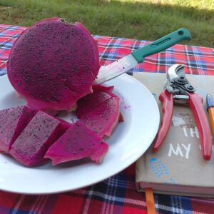 Fresh Dragon Fruits