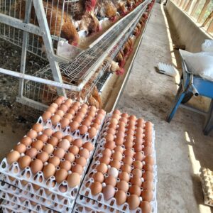 Fresh Table Eggs