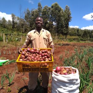 Bulb Onions