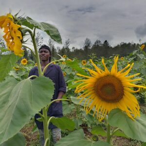 Sun Flower Seeds