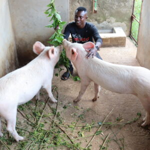 Landrace Piglets